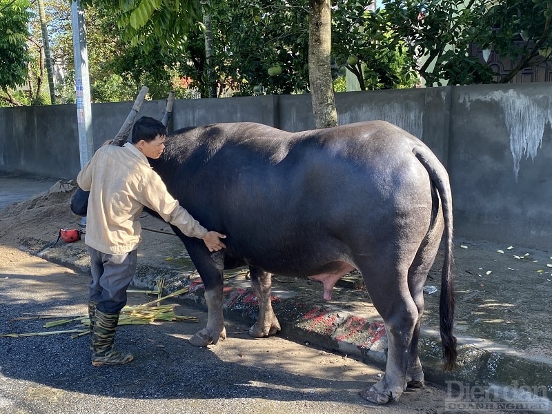 Các ông trâu đang được chăm sóc cẩn thận để chuẩn bị cho chung kết Lễ hội chọi trâu truyền thống năm 2022