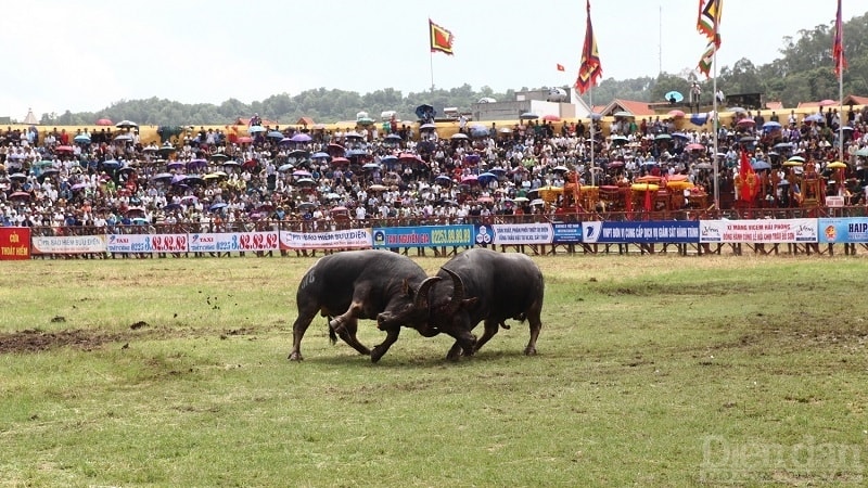 Lễ hội chọi trâu truyền thống Đồ Sơn được khôi phục từ năm 1990, thu hút đông đảo du khách trong và ngoài nước đến dự hội