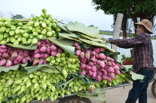 Thương hiệu “Sen Mê Linh” và các sản phẩm từ sen đang dần có chỗ đứng trên thị trường nhờ mô hình liên kết hiệu quả (Ảnh: Trọng Tùng)