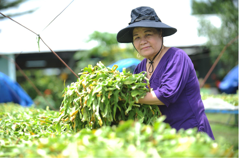 Sau khi miệt mài nghiên cứu, TS. DS Nguyễn Thị Ngọc Trâm đã phát hiện ra tác dụng trên bệnh ung bướu cả u lành và ác tính của cây Trinh nữ Crila.