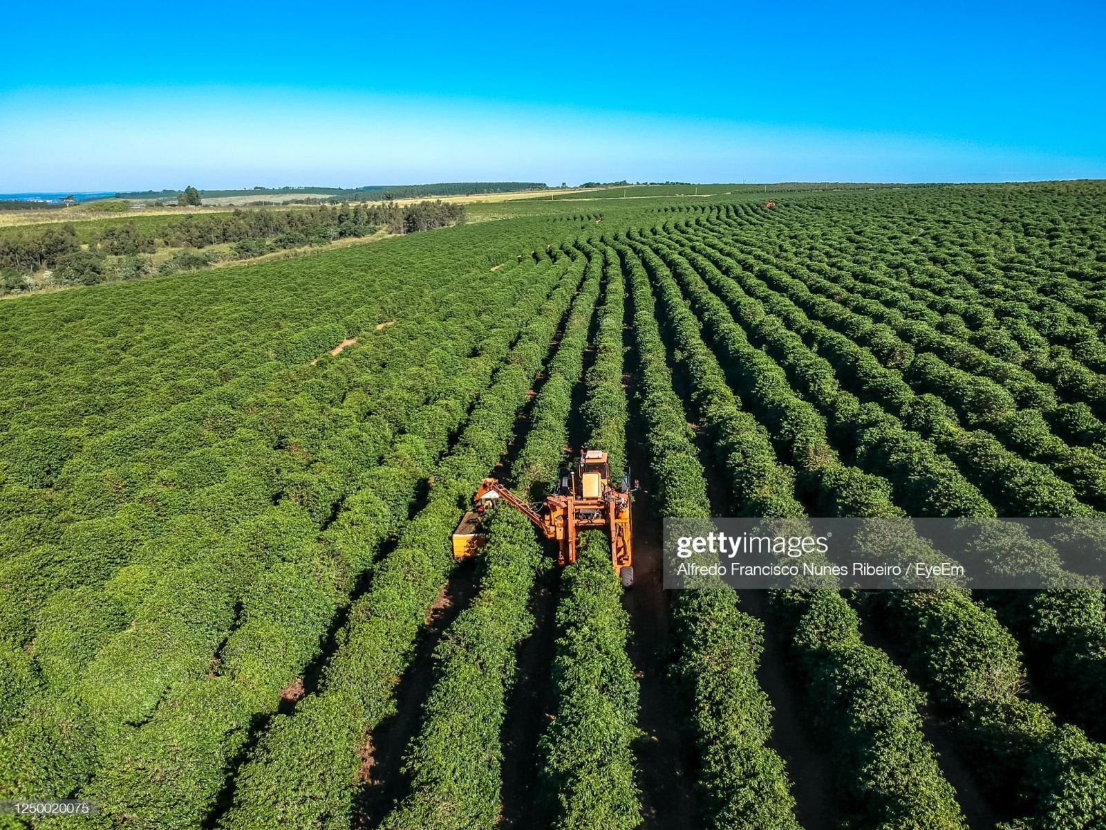 Brazil rất biết cách gây dựng lợi thế chiến lược nhờ cây cà phê 