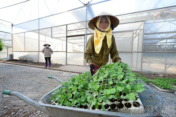 Ai chơi với nông dân đều giàu lên, từ người cung cấp vật tư nông nghiệp, giống phân bón thuốc trừ sâu đến công ty lương thực… trong khi người nông dân đời sống vẫn còn khó khăn. Ảnh minh hoạ: Quốc Tuấn