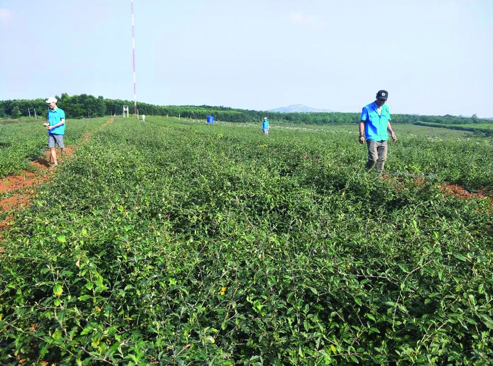  Vùng trồng nguyên liệu của Công ty dược liệu Định Sơn Mai Thị Thủy