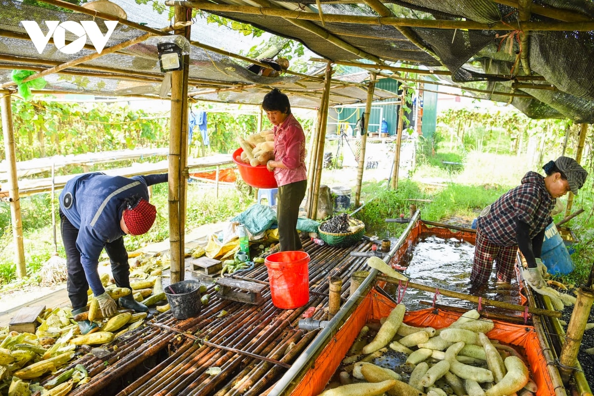 Toàn cảnh xưởng sản xuất sơ mướp 