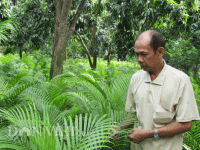 Trồng cau bán lá thôi mà tôi thu 30 triệu/tháng