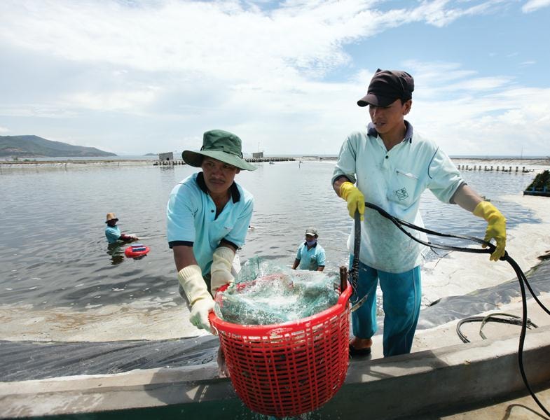 Thế chấp cho vay bằng hợp đồng tiêu thụ nông sản với doanh nghiệp góp phần thúc đẩy liên kết bao tiêu sản phẩm