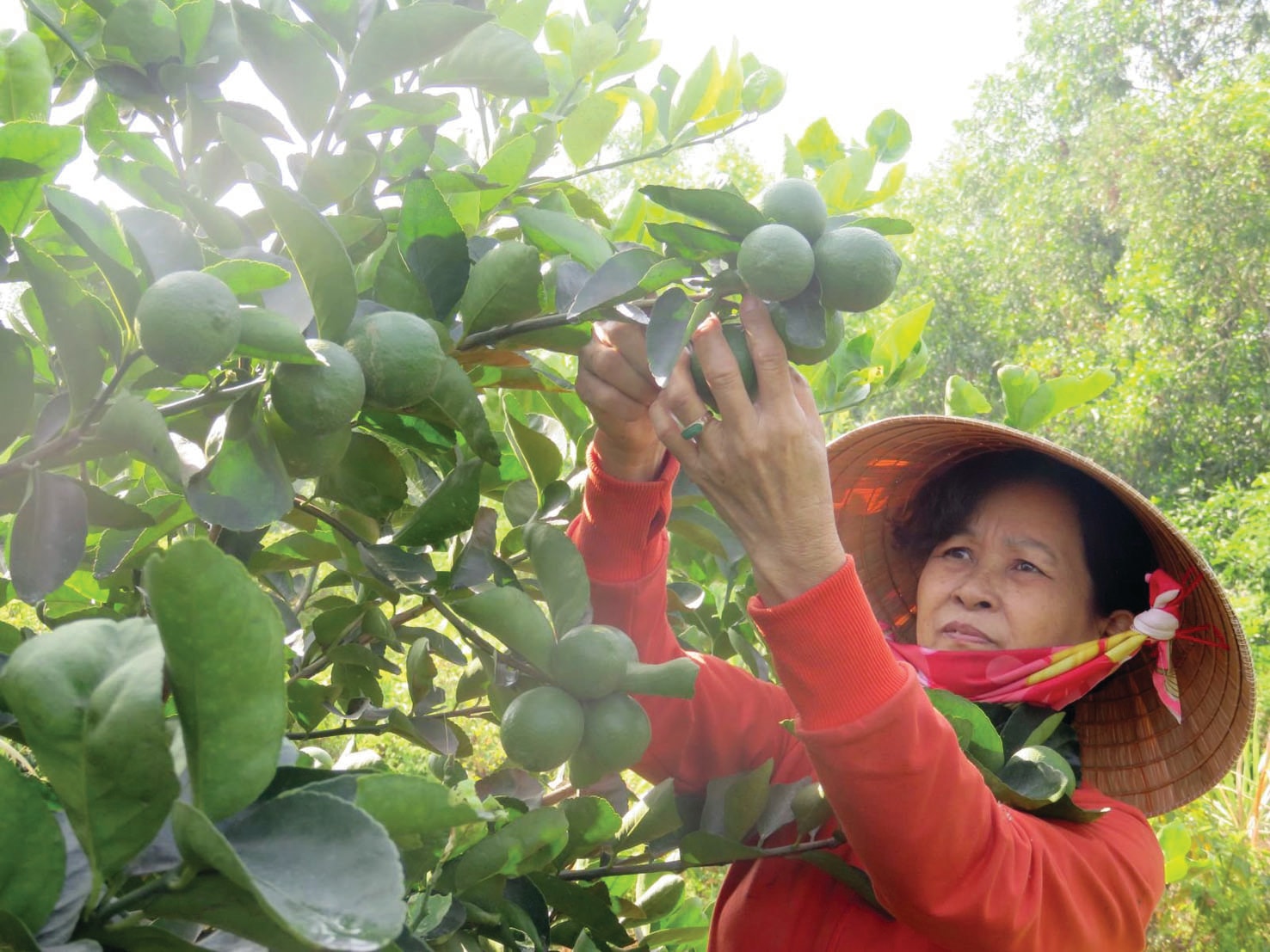  Cây chanh không hạt đang mở ra nhiều cơ hội phát triển cho nông dân Bến Lức, Long An.