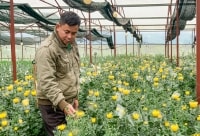 Trồng hoa cúc trên đất đỏ bazan, thu lãi tiền tỷ mỗi năm