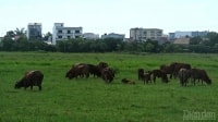 Nghệ An: Dự án cụm công nghiệp 40 ha, gần 20 năm vẫn còn “thai nghén”