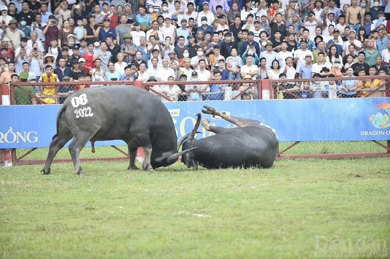 Những ông trâu tranh đấu quyết liệt tại lễ hội chọi trâu truyền thống Đồ Sơn năm 2022