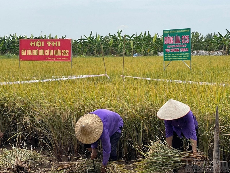 Vừa qua, để thu hút du khách thập phương huyện Tứ Kỳ đã tổ chức Lễ hội lúa rươi hữu cơ