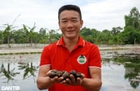 Từ bỏ nghề báo và chức Phó giám đốc, về quê nuôi ốc thu tiền tỷ