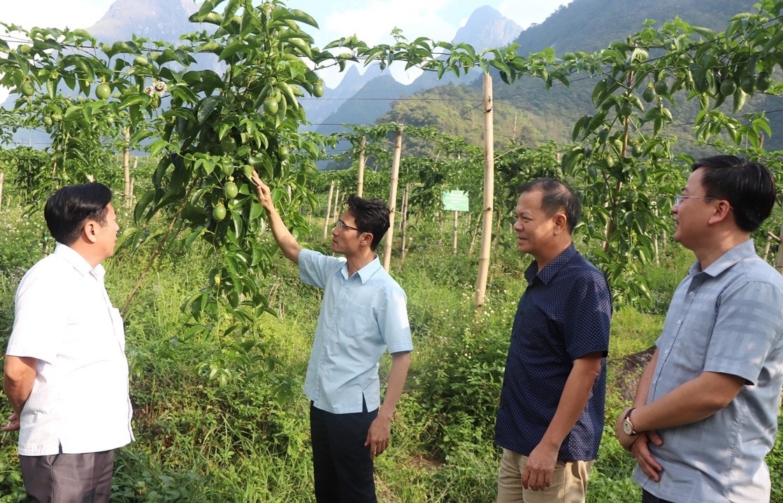 Phó Chủ tịch UBND tỉnhLai Châu đề nghị huyện Tam Đường đẩy mạnh tuyên truyền, vận động nhân dân liên kết với doanh nghiệp trồng chanh leo để mở rộng diện tích.
