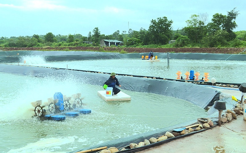 Mô hình nuôi tôm của hộ anh Vũ Văn Tuấn, thôn Nhâm Cao, xã Đại Bình, huyện Đầm Hà. Ảnh: Hải Hà