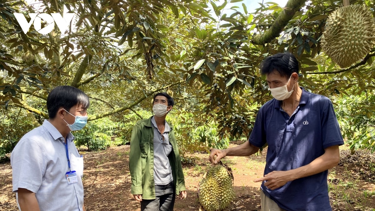 Kiểm tra, giám sát nâng cao năng lực, chuẩn hóa vùng trồng, cơ sở đóng gói sầu riêng là yêu cầu bắt buộc