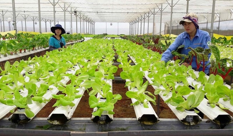 Tập đoàn TH xây dựng những nông dân kiểu mẫu, hay nói cách khác là nông dân trình diễn để nhân rộng, thu hút các nông dân khác tham gia