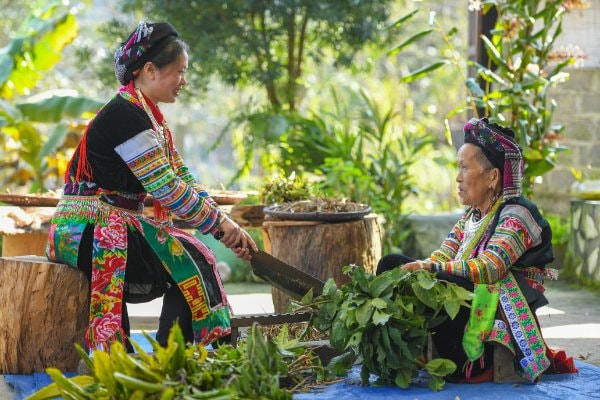 Cô được người cụ trong gia đình truyền dạy cách nhận biết nhiều cây thuốc quý.