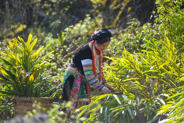 Chảo Thị Lan đi hái thuốc.