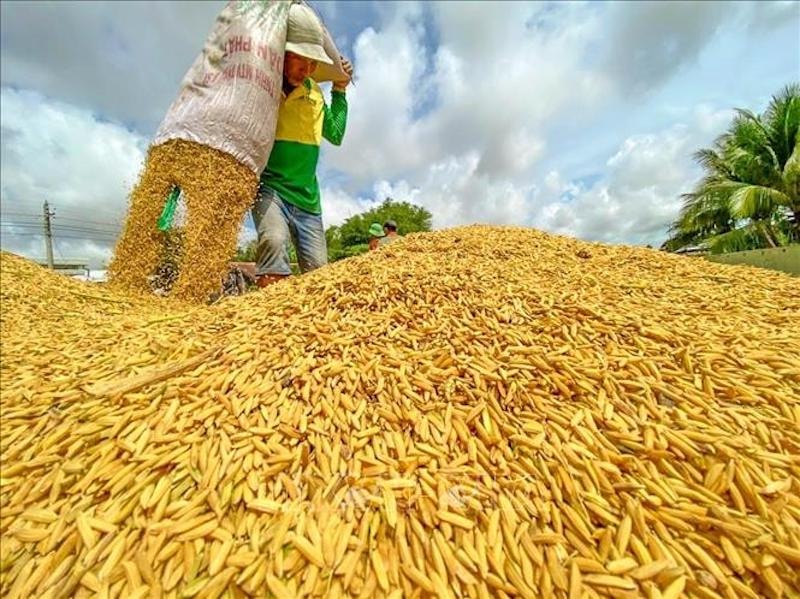 10,000 hộ sản xuất lúa gạo quy mô nhỏ ở Đồng bằng sông Cửu Long đã ghi nhận những cải tiến vượt trội trong chất lượng lúa gạo cũng như trong hoạt động canh tác. 