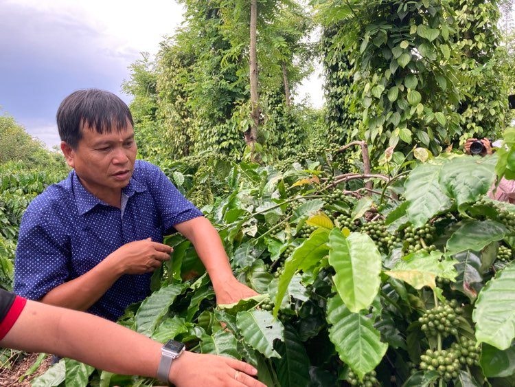 Mô hình kết nối phát triển bền vững ở các địa phương đang được nhiều doanh nghiệp FDI, trong đó có Nestle' áp dụng