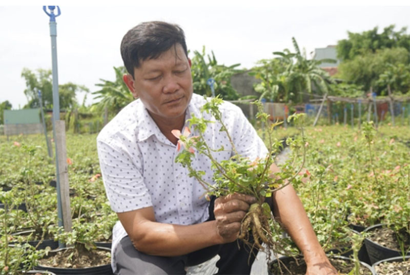 Anh Trần Minh Tâm ở Tổ 4, khu vực Kim Châu, phường Bình Định (Thị xã An Nhơn, Bình Định) hạnh phúc với vườn sâm của mình. Ảnh: V.Đ.T.