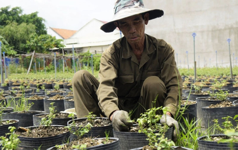 Anh Trần Minh Tâm thuê nhân công chăm sóc vườn sâm để cây sinh trưởng, phát triển tốt. Ảnh: V.Đ.T.