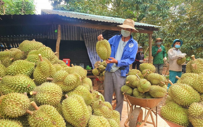  nếu cải thiện được khâu bảo quản, đóng gói, vận chuyển, thì sẽ còn cạnh tranh tốt hơn nữa. Cuối năm nay sẽ có thêm sầu riêng của Philippines và Campuchia vào thị trường Trung Quốc.