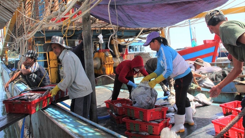 còn nhiều khó khăn, bất cập trong quá trình làm các giấy tờ theo quy định pháp luật cho các lô hàng hải sản xuất khẩu đi EU.