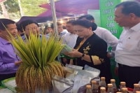 Hải Dương: Khởi nghiệp thành công vớip/đặc sản “gạo hữu cơ bãi rươi”