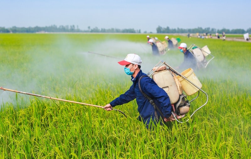 TAR được dự báo tăng trưởng doanh thu nhờ xuất khẩu. (Ảnh: Trung An Rice)