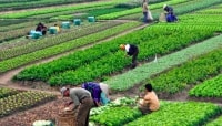 Dự thảo Thông tư về nông nghiệp hữu cơ không phù hợp tinh thần cải cách
