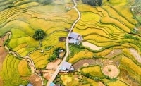 “Mùa vàng” Sa Pa thu hút khách du lịch