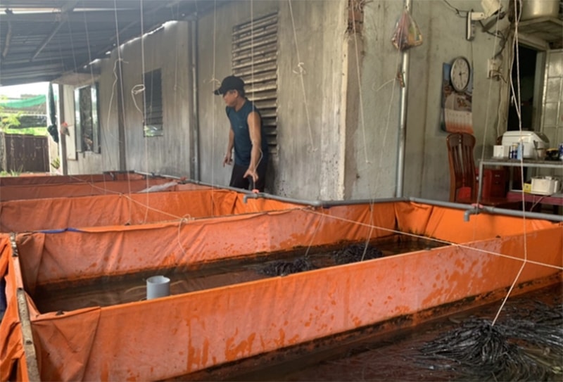 Dù nhà ở thành phố, quỹ đất rất chật hẹp, anh Đạo vẫn có thu nhập rất khá nhờ nuôi lươn. Ảnh: Hoàng Trọng.