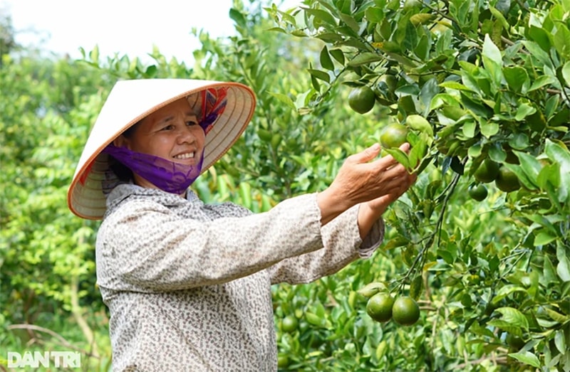 Nhờ chuyển đổi mô hình trồng cà phê sang cây ăn quả xen canh, mỗi năm, bà Nguyễn Thị Nền thu về hơn nửa tỷ đồng (Ảnh Thu Hiền).