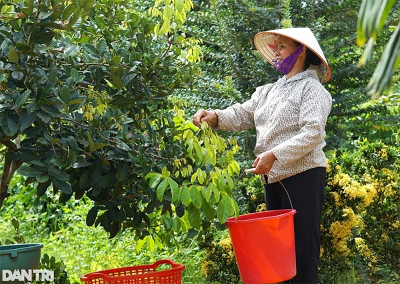 Bà Nền tranh thủ tỉa lá trong quá trình thu hoạch (Ảnh: Thu Hiền).