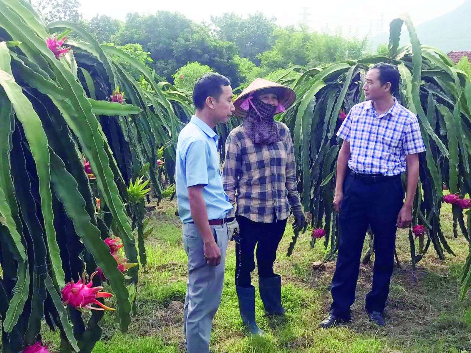  Nhiều doanh nghiệp, người nông dân ở Quảng Ninh vẫn e dè khi lựa chọn nâng cấp sản phẩm từ quy trình VietGAP lên sản xuất hữu cơ.