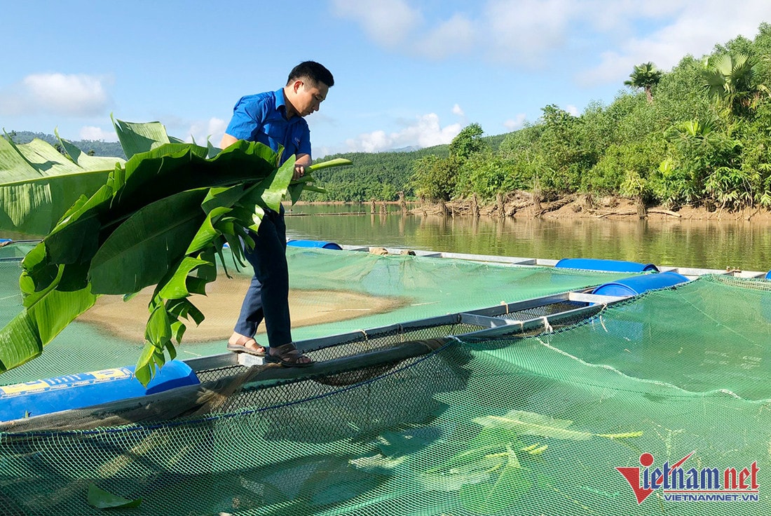 Anh Mùi tận dụng lá chuối, cỏ voi làm nguồn thức ăn cho cá - Ảnh: Trần Tuyên