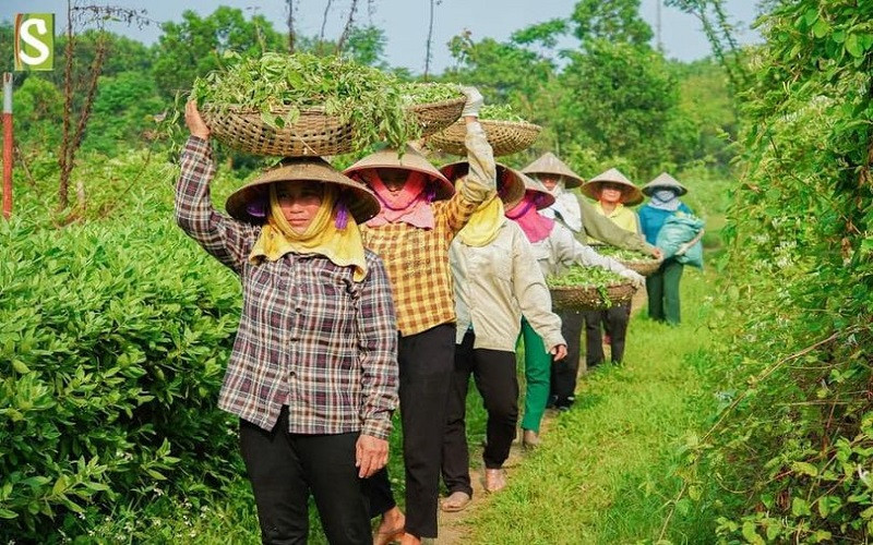 Hình ảnh các cô xã viên đnag làm việc tại HTX Sinh Dược