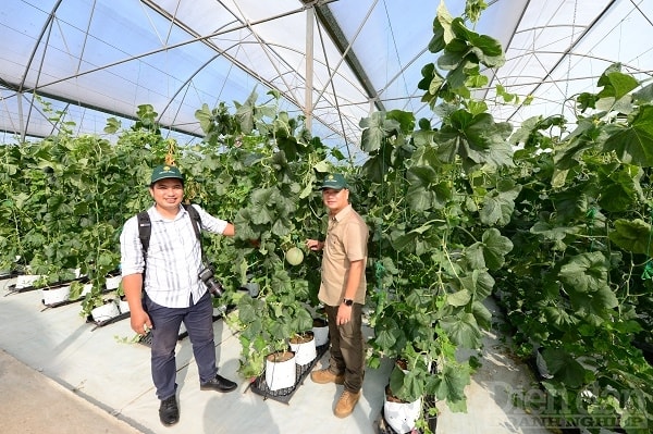 sự phát triển của các mặt hàng nông sản như chè, cà phê, ca cao, hoa quả… các loại này liên quan đến thực phẩm đồ uống mà chúng ta sử dụng cho nội địa cũng như xuất khẩu. Ảnh minh hoạ: Quốc Tuấn