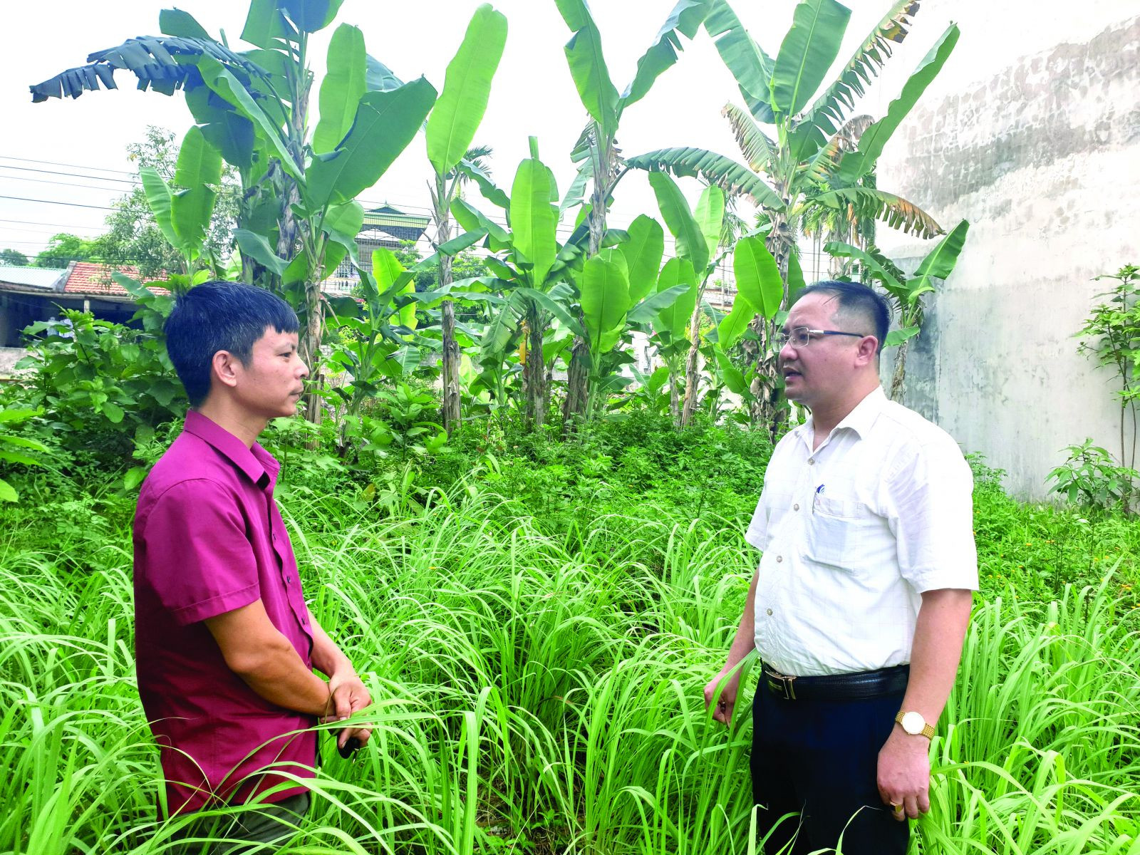  Đất vàng của người dân bị dự án treo kìm tỏa chỉ để cỏ dại mọc Ảnh Lê Cường