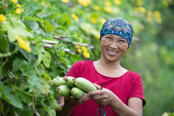 Mục đích hàng đầu của nông nghiệp hữu cơ là tối đa hóa sức khỏe và năng suất của các cộng đồng độc lập về đời sống đất đai, cây trồng, vật nuôi và con người. 