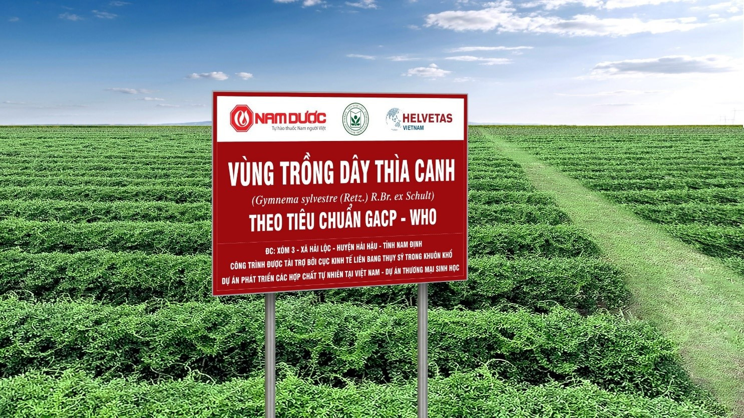 Vùng trồng Dây thìa canh của Công ty Nam Dược đạt tiêu chuẩn GACP – WHO tại Nam Định