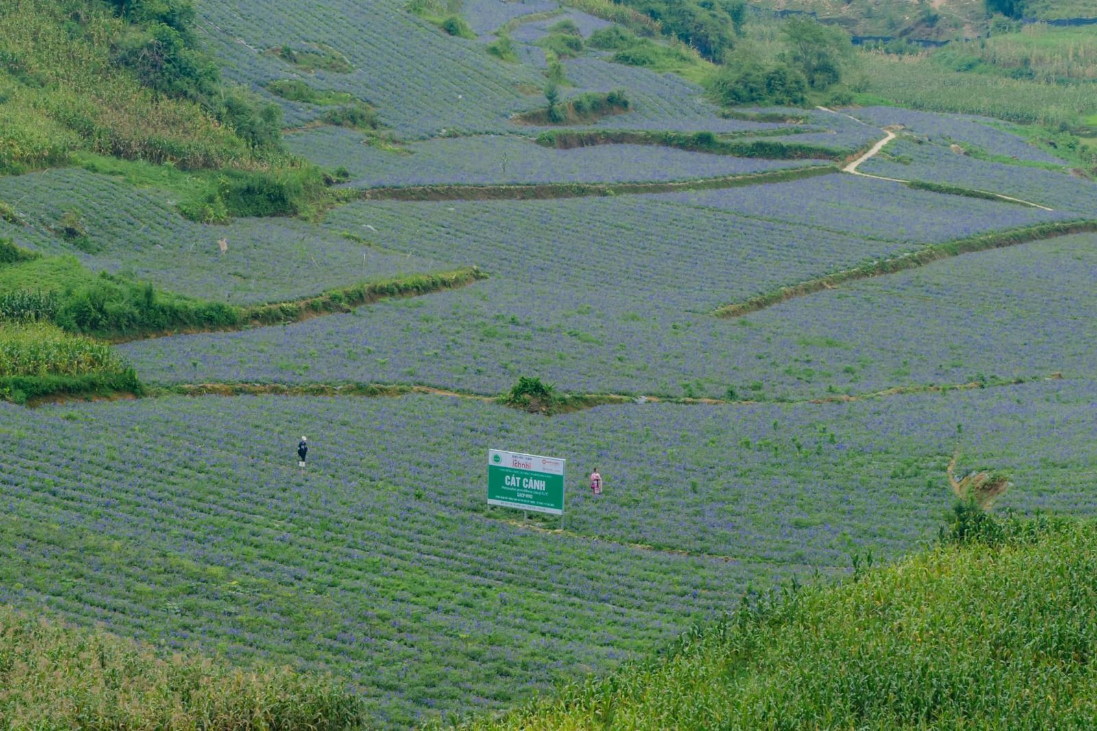 Vùng trồng cát cánh của Công ty Nam Dược đạt tiêu chuẩn GACP-WHO tại Bắc Hà (Lào Cai)