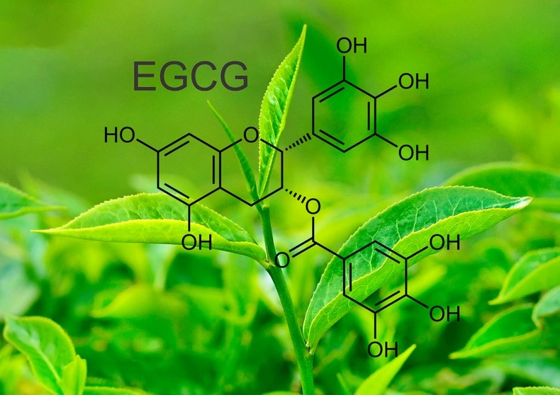 EGCG là một loại hợp chất Polyphenol có nhiều trong trà xanh