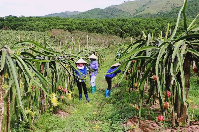 Trồng thanh longp/(TP Uông Bí)p/theo tiêu chuẩn VietGAP được cấp mã số vùng trồng (ảnh báo Quảng Ninh)