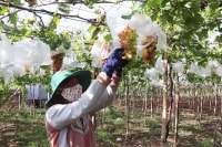 Vướng tư duy cũ, lao động trẻ đánh mất cơ hội từ HTX