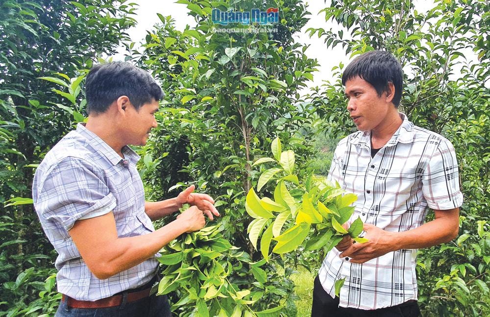 Thành viên Hợp tác xã Dịch vụ nông - lâm nghiệp Thành Tiến kiểm tra chất lượng chè tại rẫy chè của anh Đinh Văn Gũa, ở thôn Hà Bôi, xã Long Hiệp (Minh Long) trước khi thu mua. Ảnh: H.T