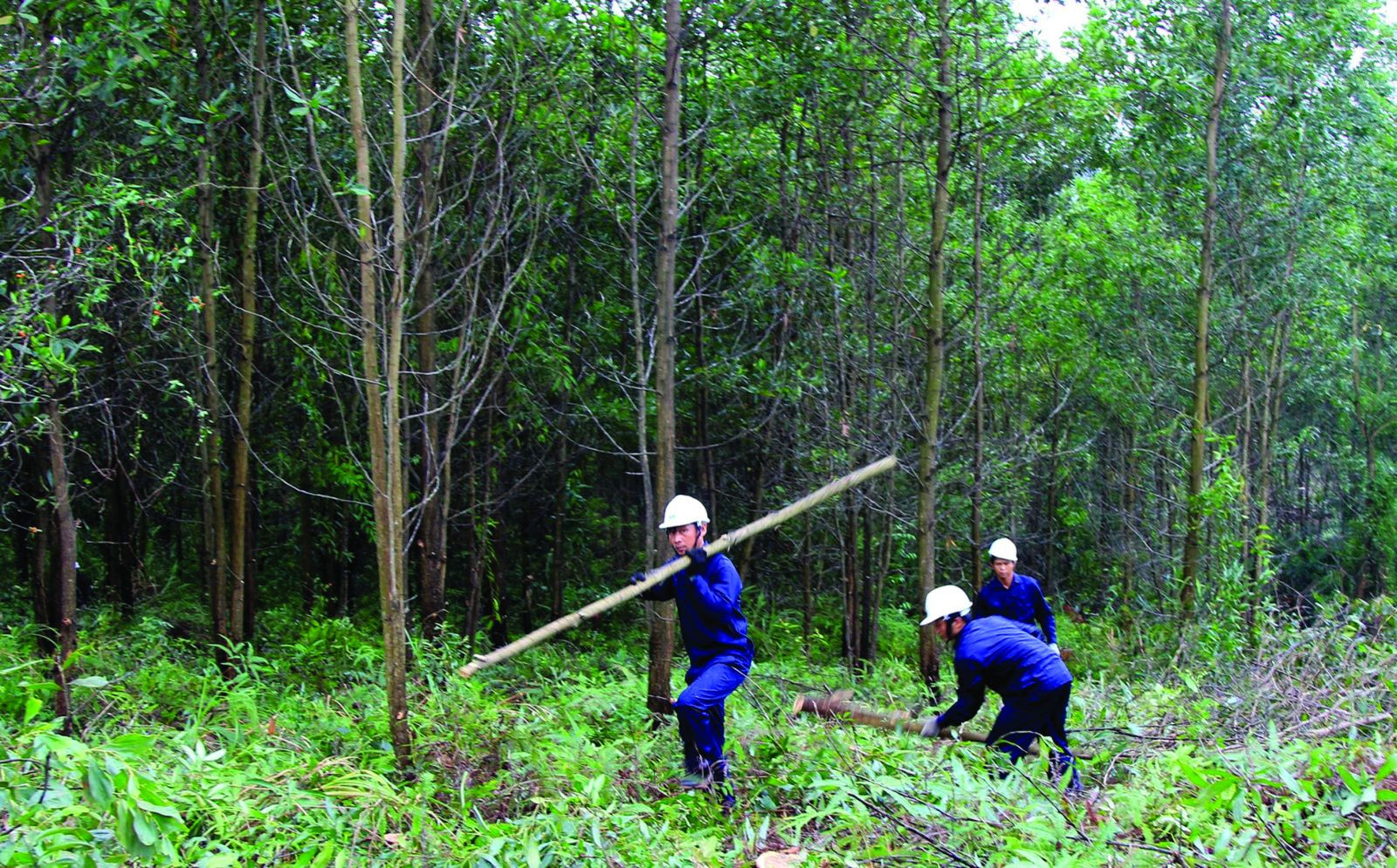  Diện tích rừng FSC đang tăng nhanh qua từng năm. 