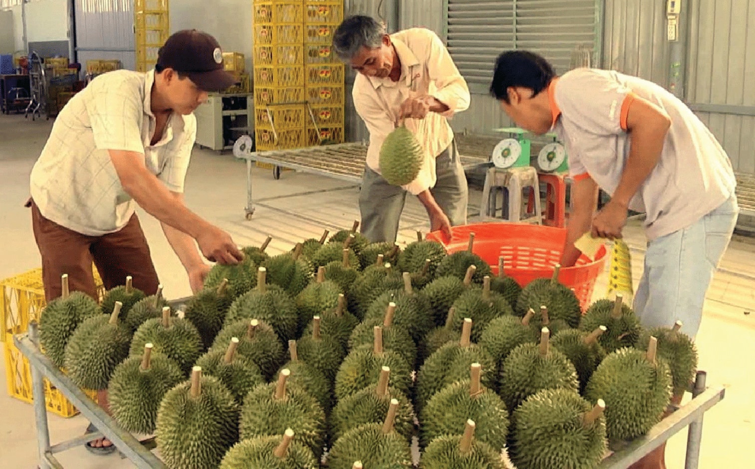   HTX Sầu riêng Ngũ Hiệp tổ chức thu mua sầu riêng.