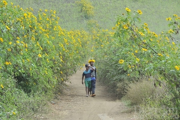 Những đứa trẻ trong làng cũng tranh thủ đi chơi.